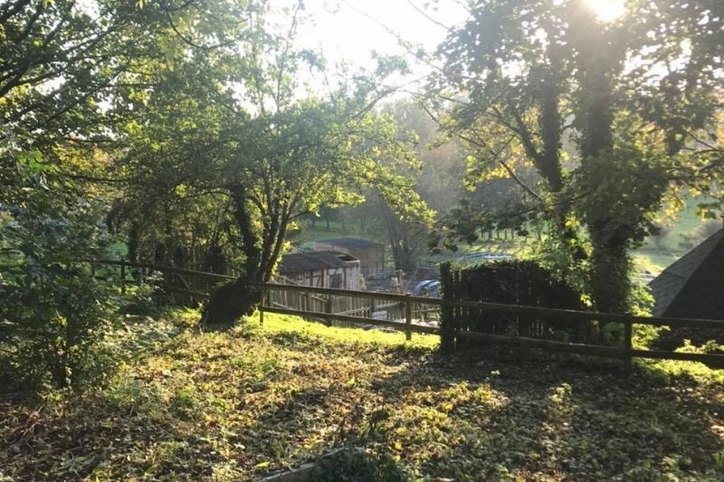 a lush green section of woodland with a fence and a small shed in the background